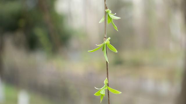 “十 一 ” 黄山三日行游记